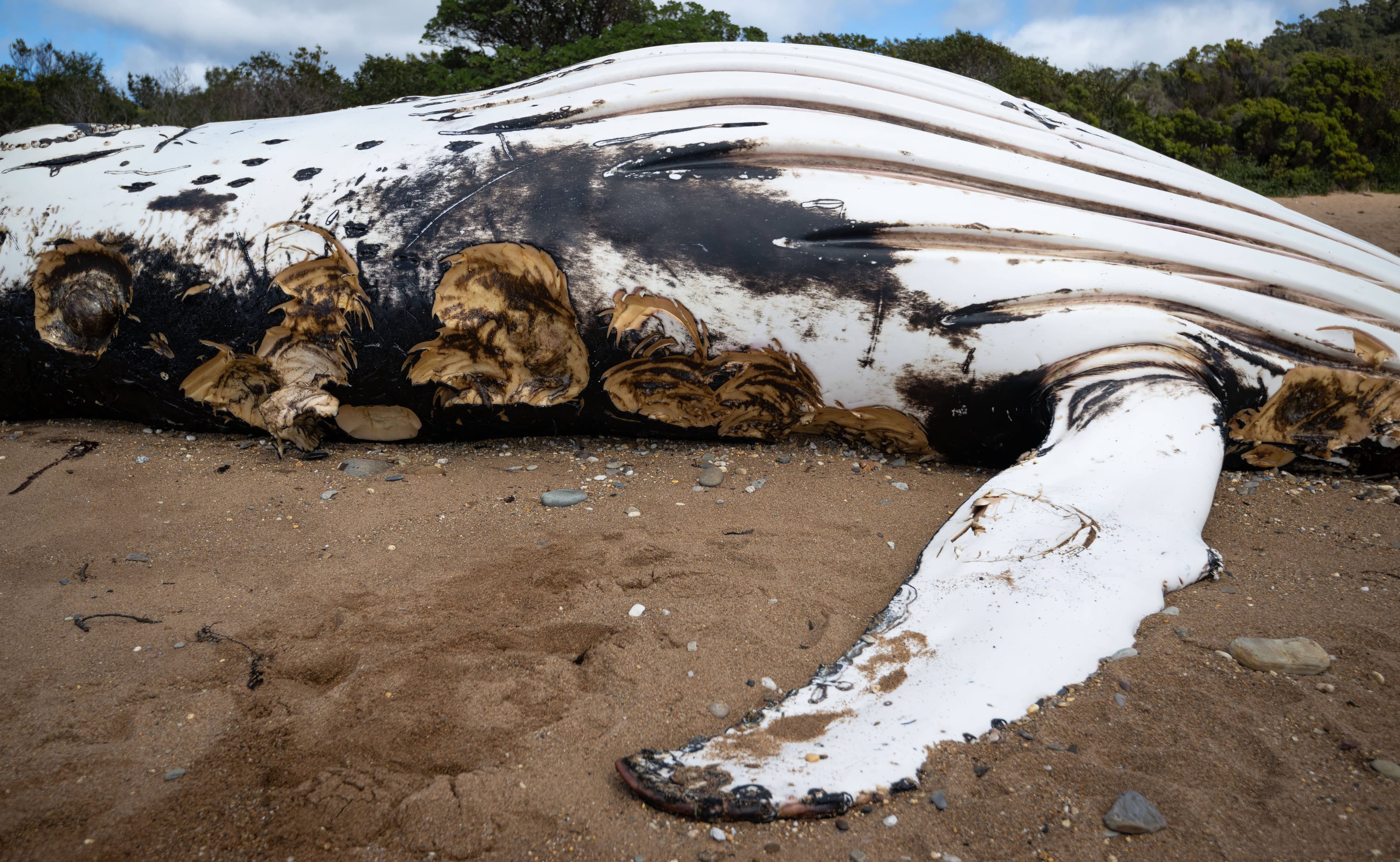 A dead juvenile humpback whale washed ashore at Tioxide Beach, Heybridge. Picture by David Bellamy
