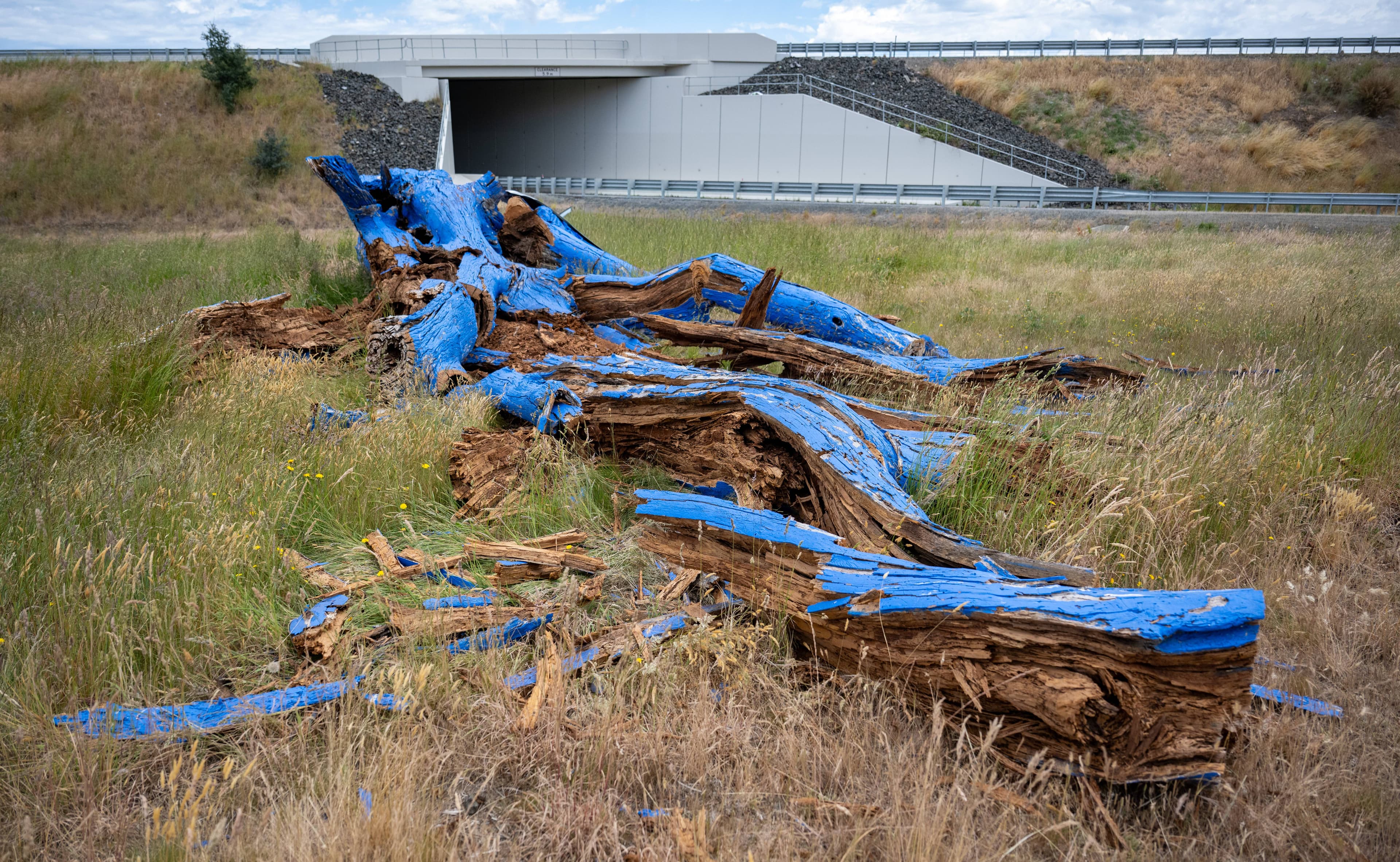 The blue tree that stood as a symbol of mental health awareness beside Midland Highway near Perth has been cut down after being left unsafe by a fire. The Blue Tree Project tree, painted by volunteers in 2021, Picture by Paul Scambler