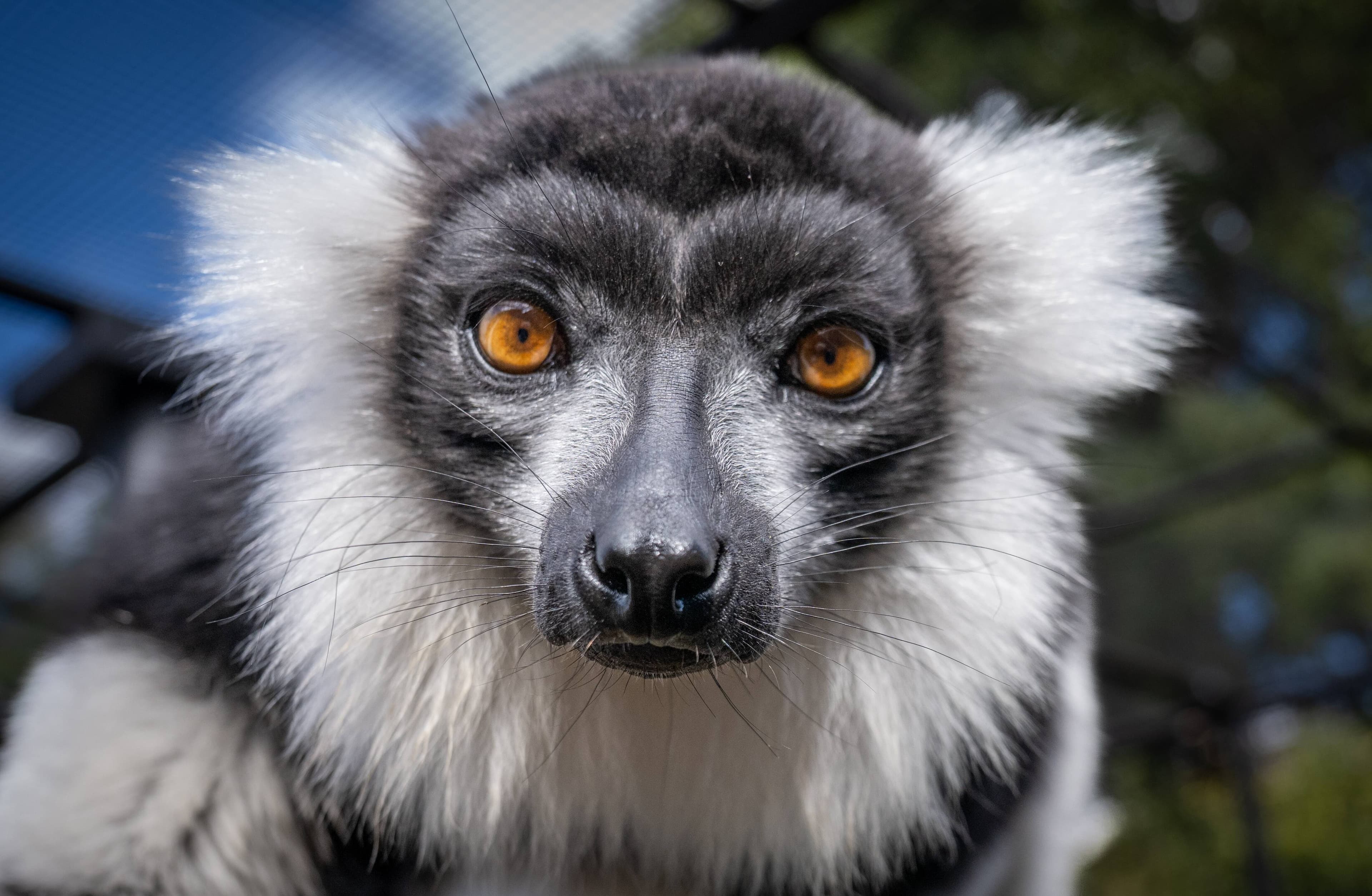 One of the Ruffed Lemurs who arrived at Tasmania Zoo in April. The additions were Kintana and her two sons, Masoandro and Rufus.