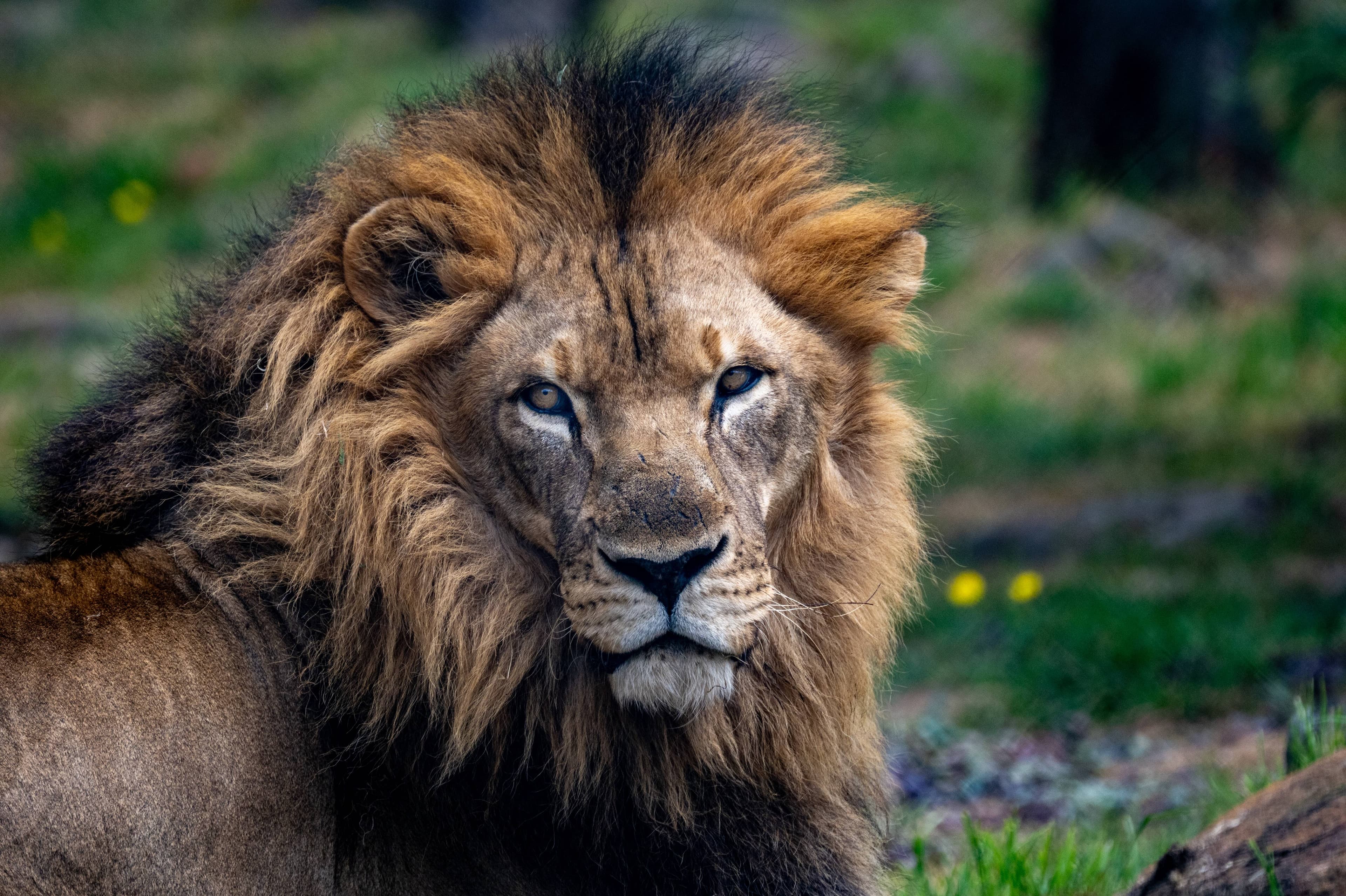Tasmania Zoo new resident Mal the 10-year-old African Lion.