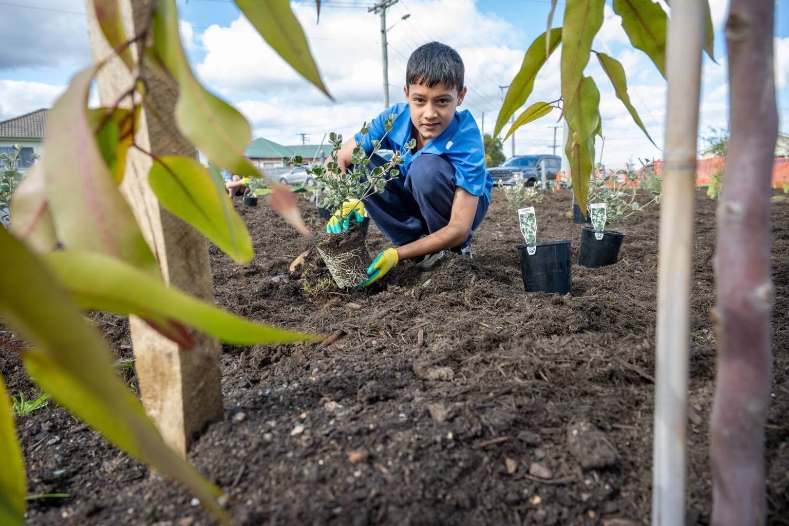 Aarav Basnet, grade 3/4 of the East Tamar Primary School, plant out seedling at Torrens Street park in Mayfield on August 20.