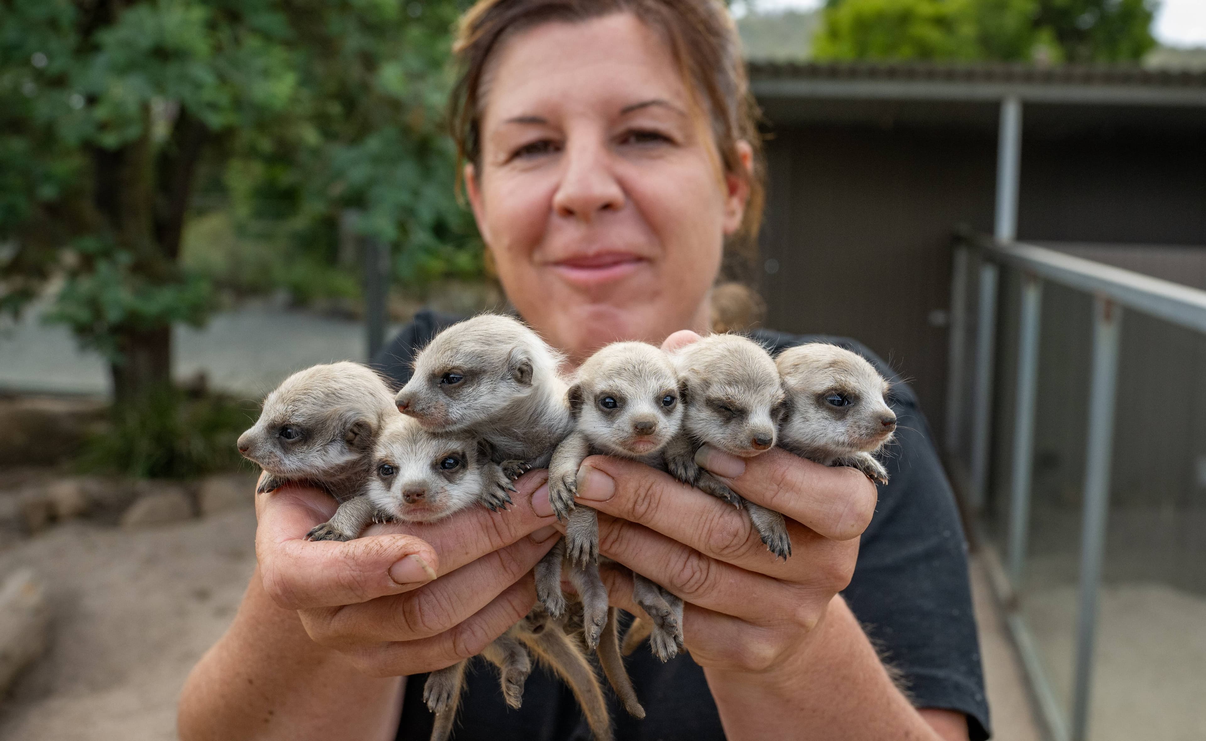 Rochelle Penney, Tasmania Zoo owner, and six new baby Meerkats.