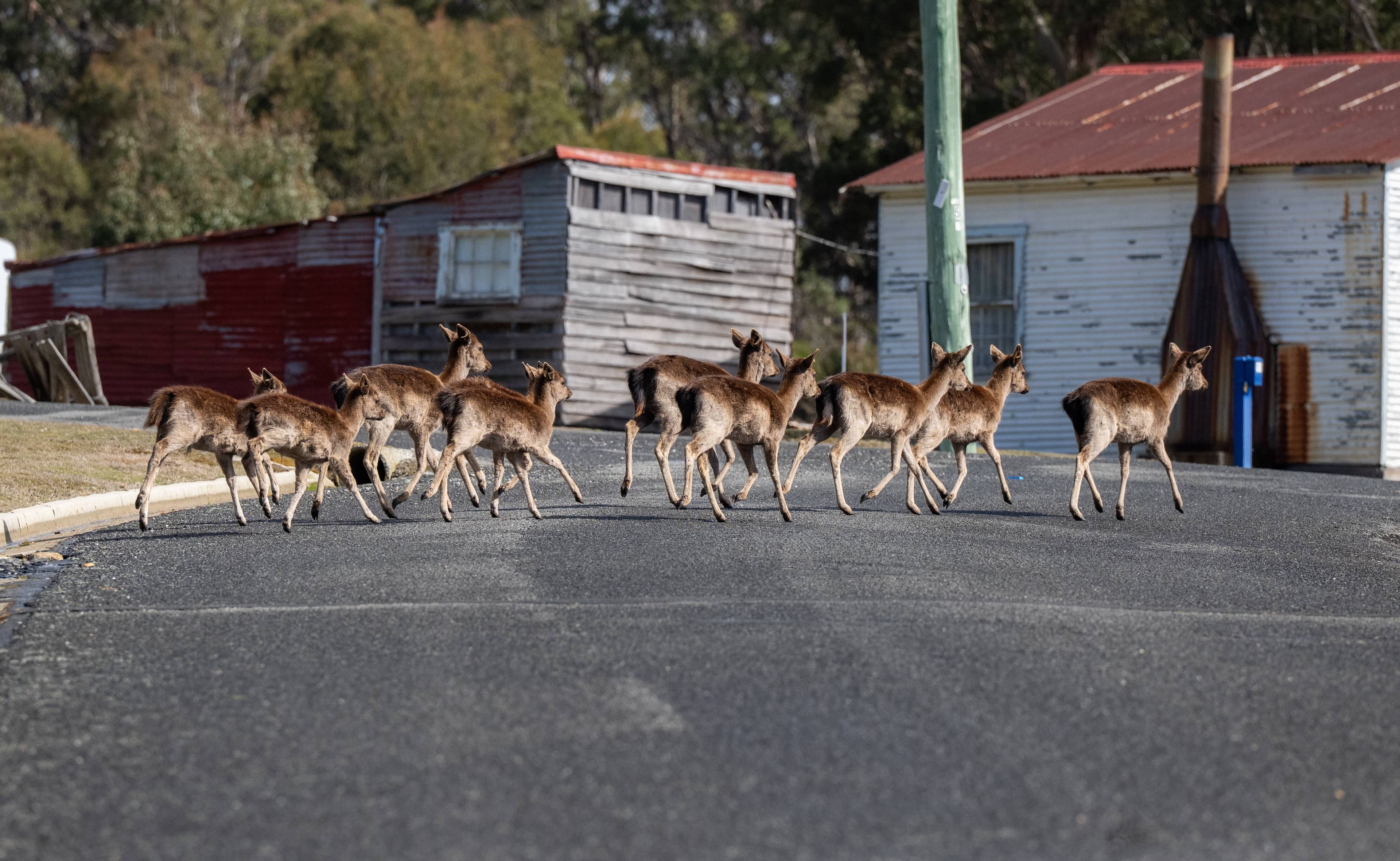 Wild deer graze on lawns in Lee Street, Rossarden.
