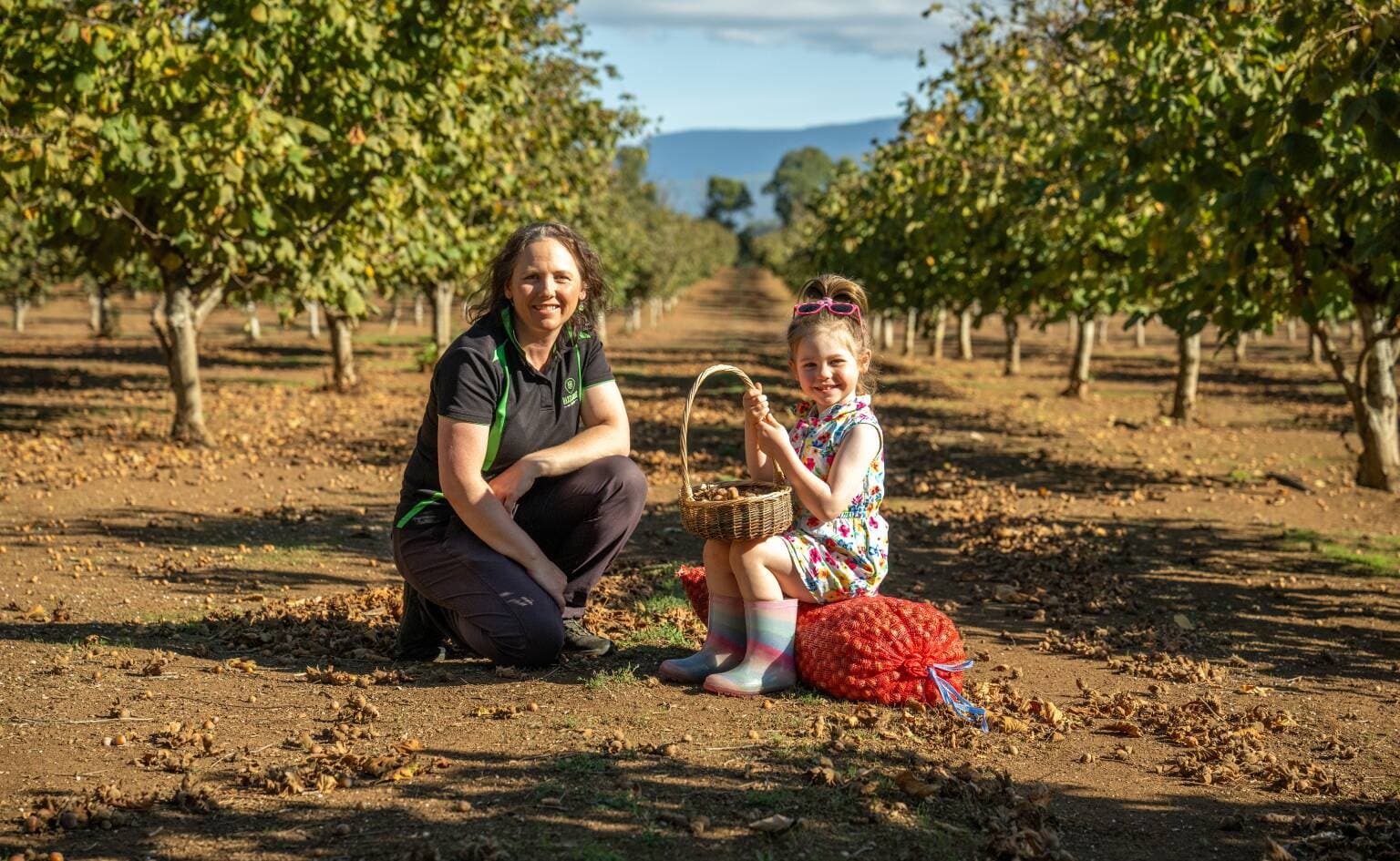 Christie McLeod and her daughter Lilly, 4, during harvesting at Hazelbrae Hazelnuts, at Hagley.