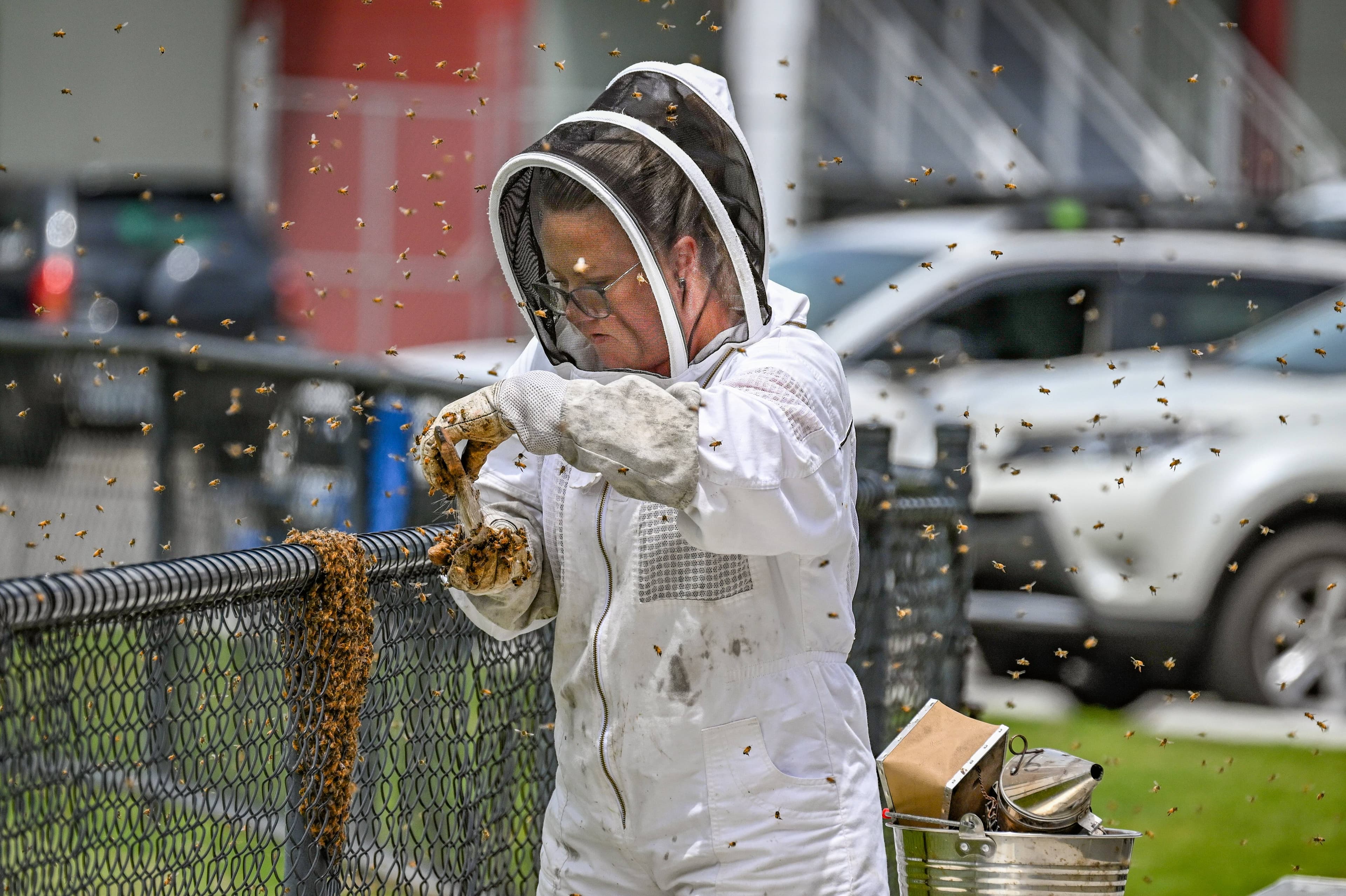 Emma Jeffery of Dilston, removes a swarm of bees from the fence during a cricket match at Invermay Park, Launceston, on November 22.