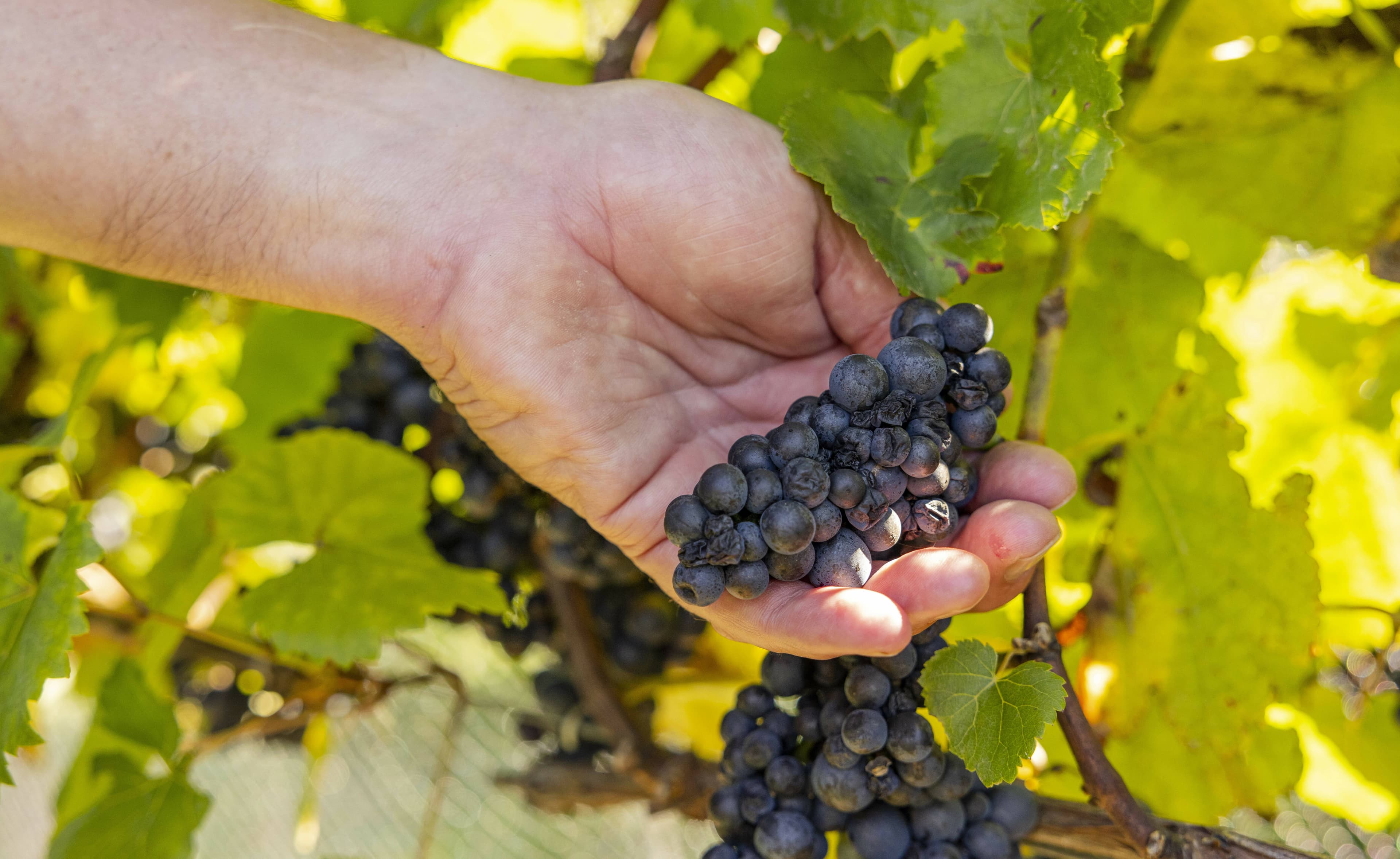 Green Olive at Red Hill is a working vineyard. Picture by Visit Victoria