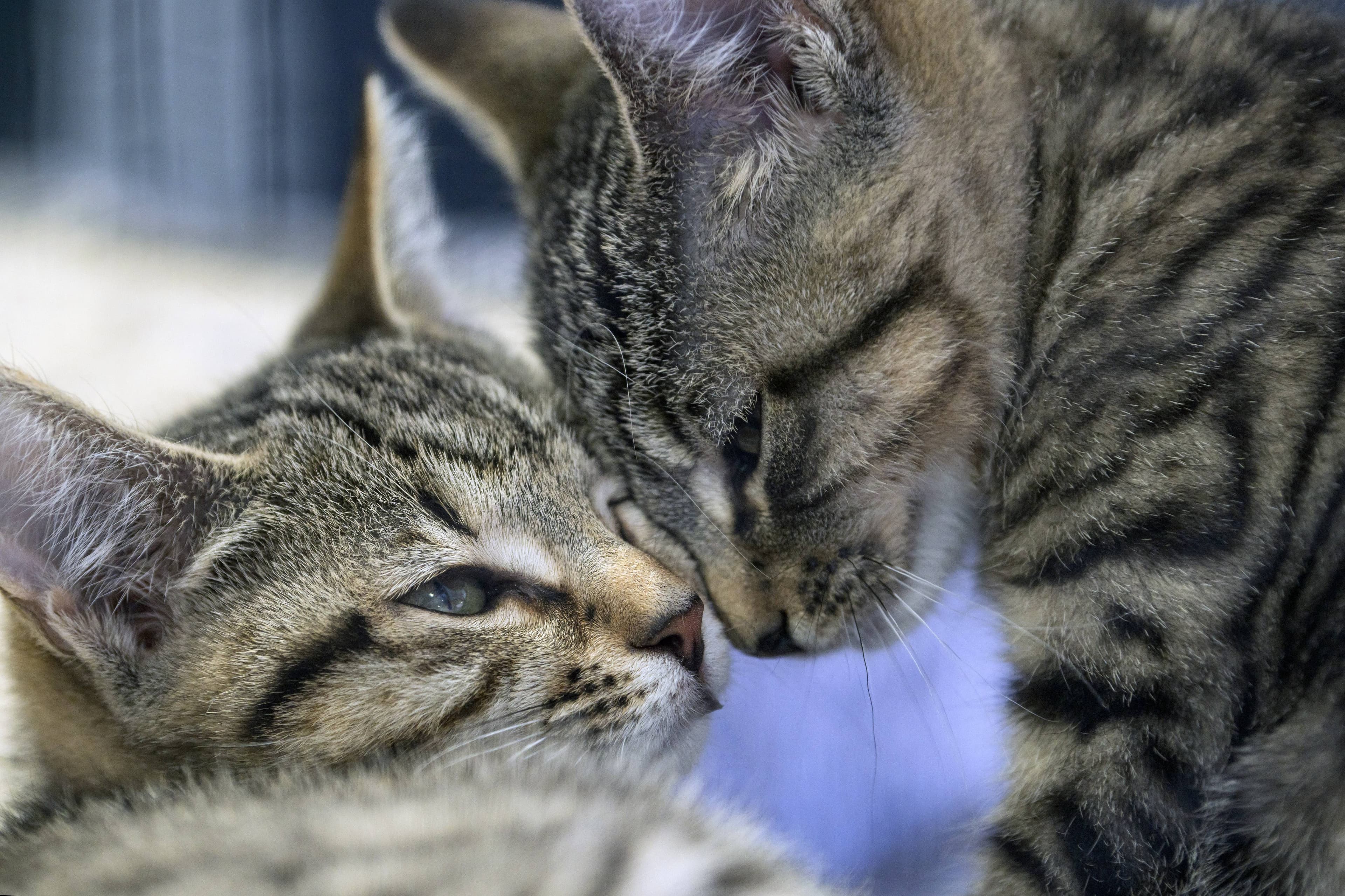 National Pet Adoption Month took place in March 2025, an initiative by the
Petstock Foundation. Pictured are kittens at the Launceston Petstock store.