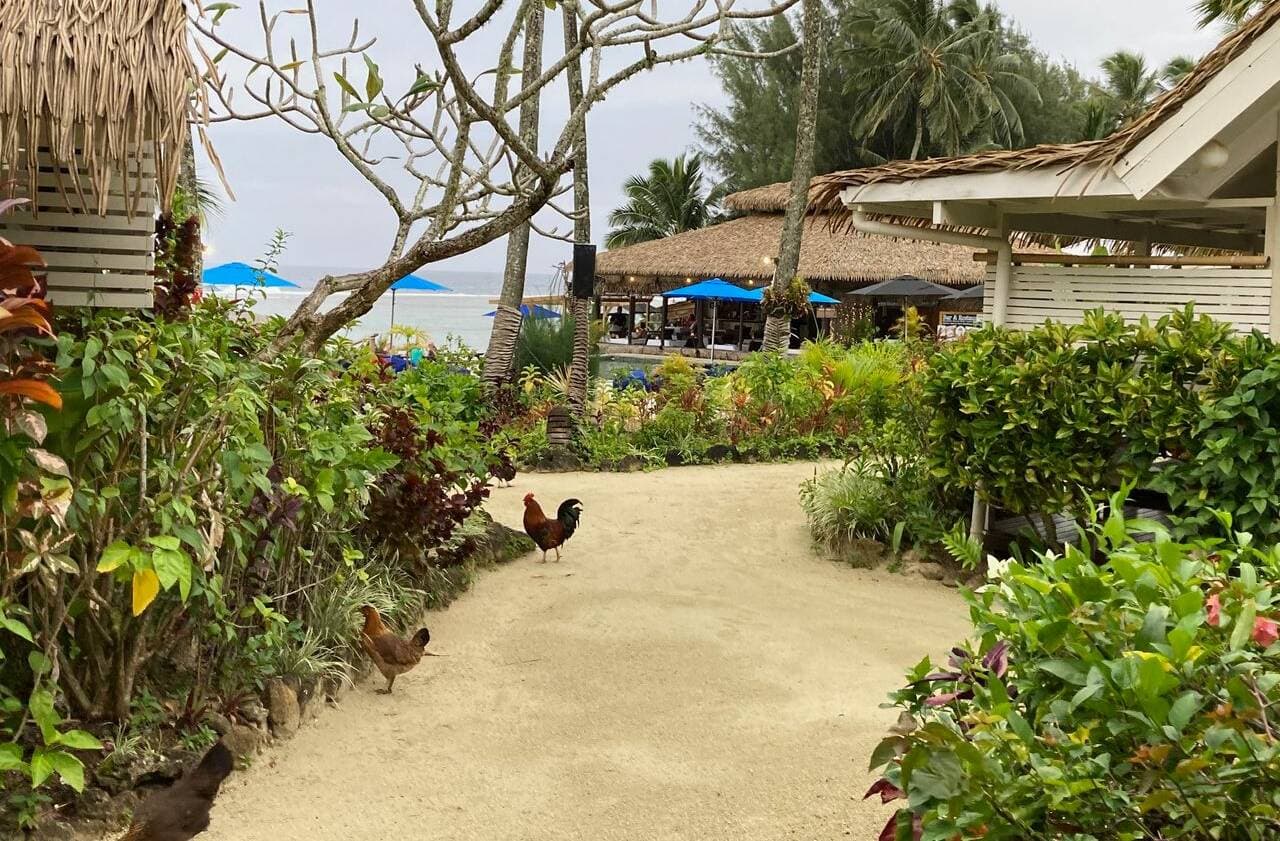 Roosters and hens come calling: Picture by supplied