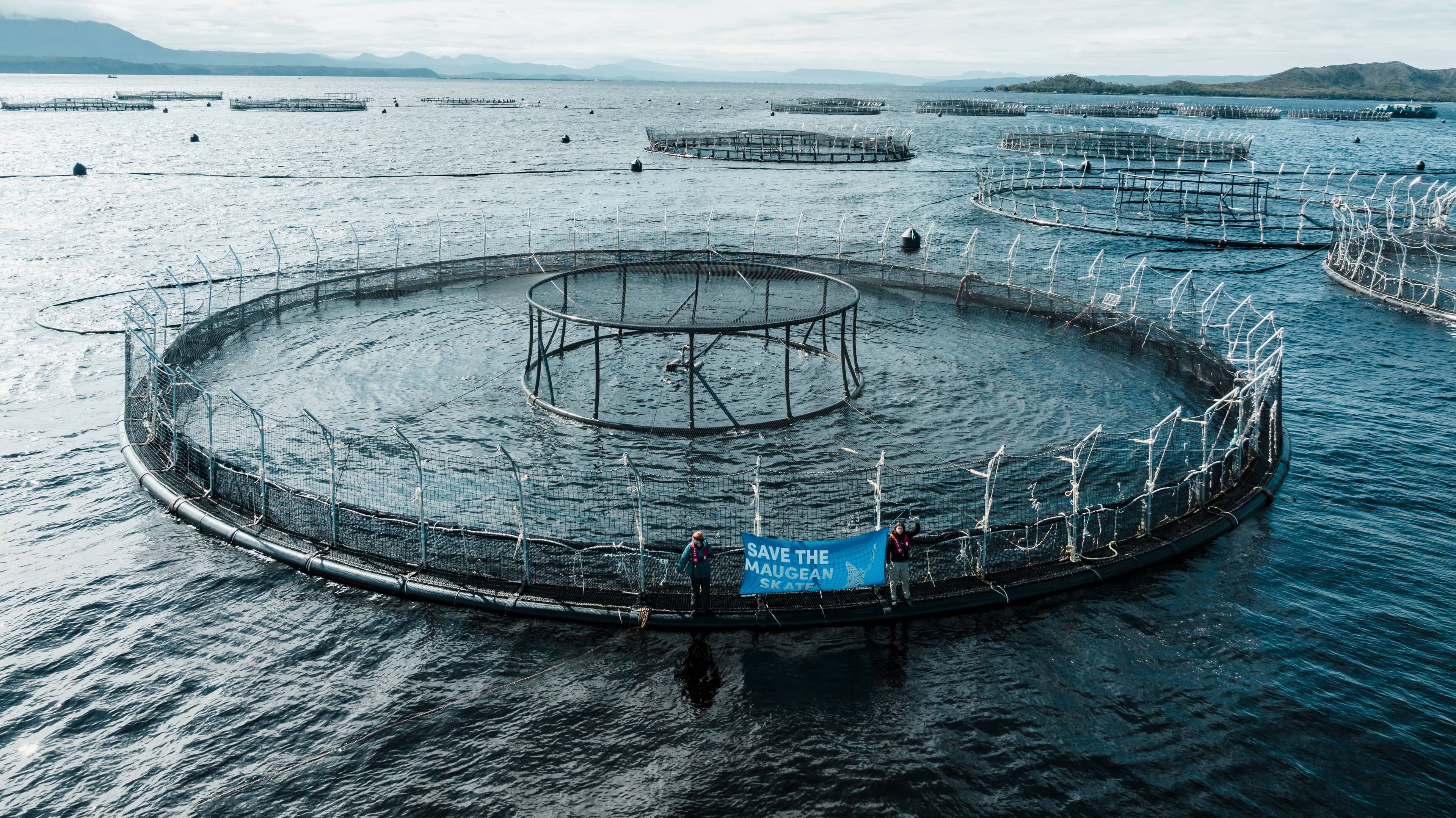 Salmon faming operations in Macquarie Harbour. Picture Bob Brown Foundation